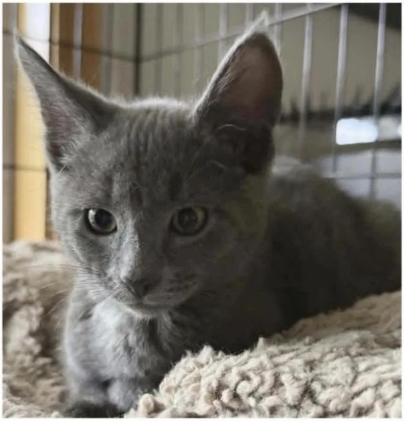 A baby medium-sized male Gray / Blue / Silver Domestic Short Hair cat named Stitch for adoption in Eugene, OR