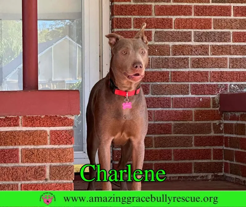 Charlene thumbnail 2