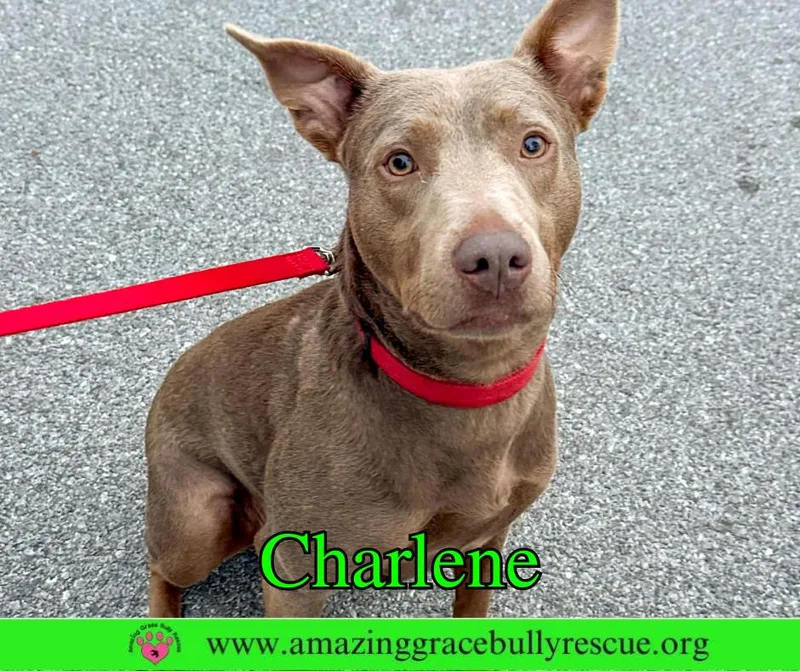 Charlene thumbnail 3