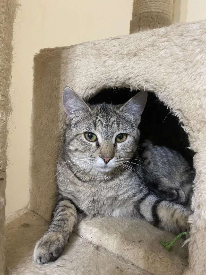 Felicity thumbnail 2