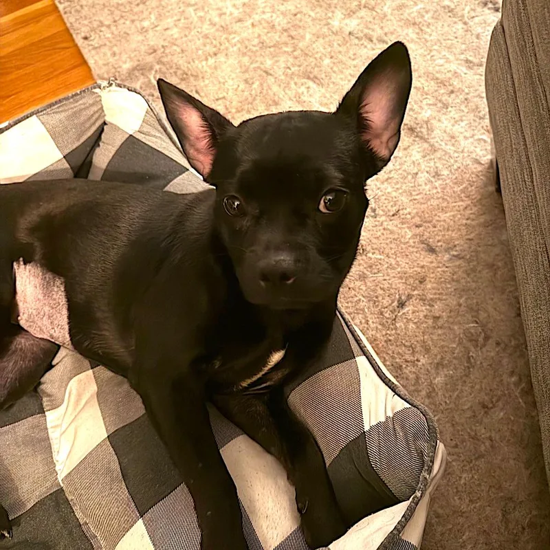 A young medium-sized female French Bulldog dog named Misty for adoption in Worcester, MA