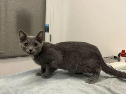 A baby medium-sized male Gray / Blue / Silver Domestic Short Hair cat named White Chocolate Strawberries for adoption in Kansas City, MO