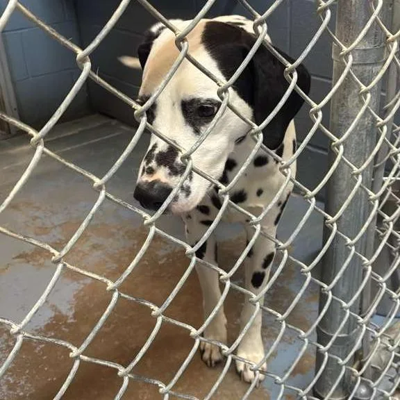 An adult medium-sized male White / Cream Mixed Breed dog named Tractor for adoption in Gadsden, AL
