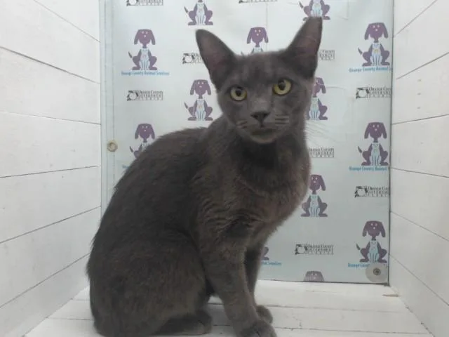 A young small-sized female Domestic Short Hair cat named Willow for adoption in Orlando, FL