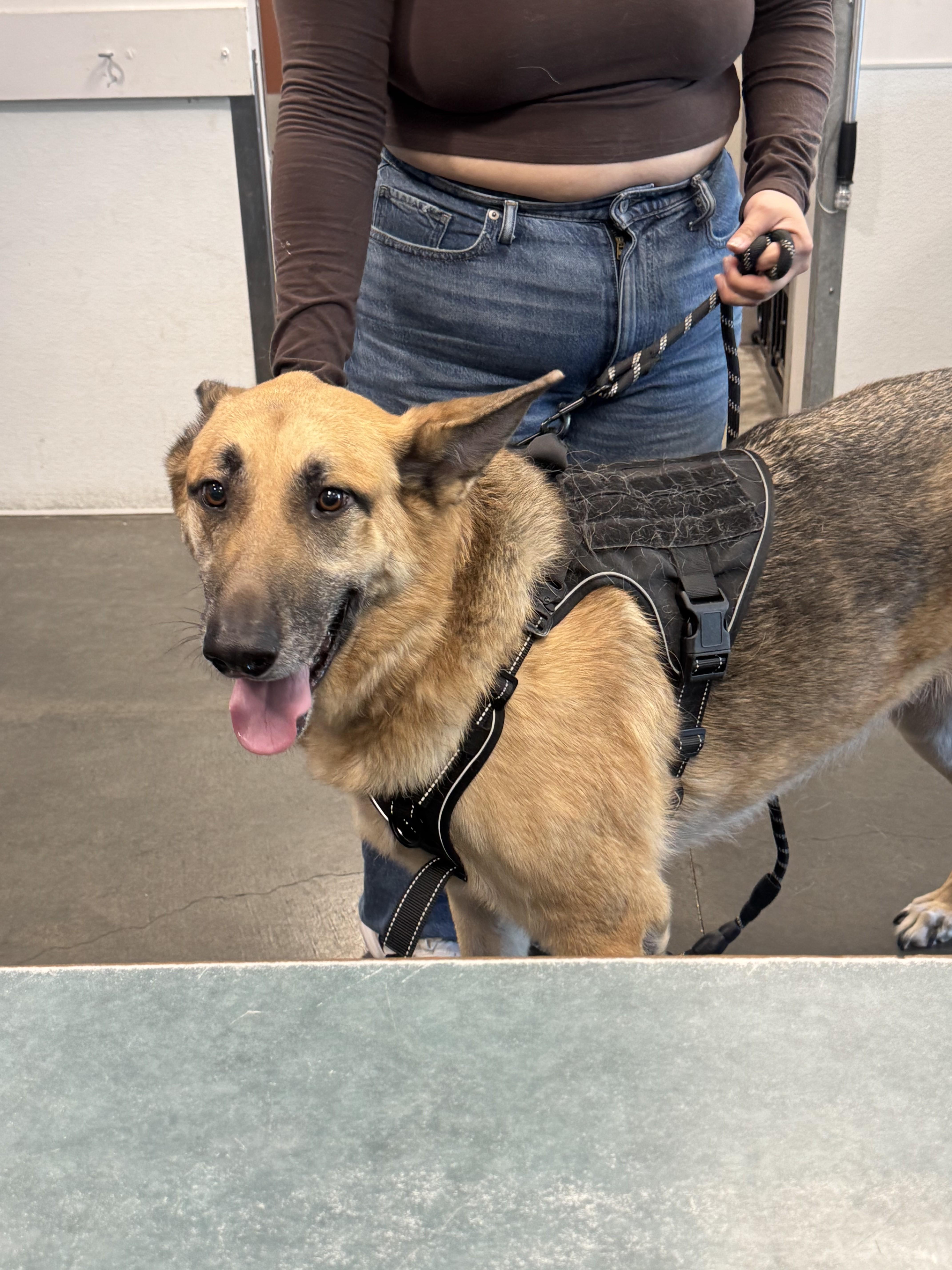 An adult large-sized male German Shepherd Dog dog named Rocky for adoption in Chatsworth, CA