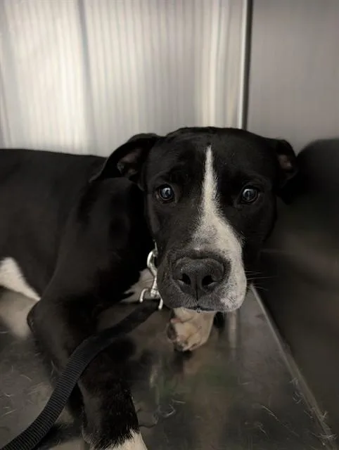 A young large-sized male Pit Bull Terrier dog named Dobby for adoption in Tucson, AZ