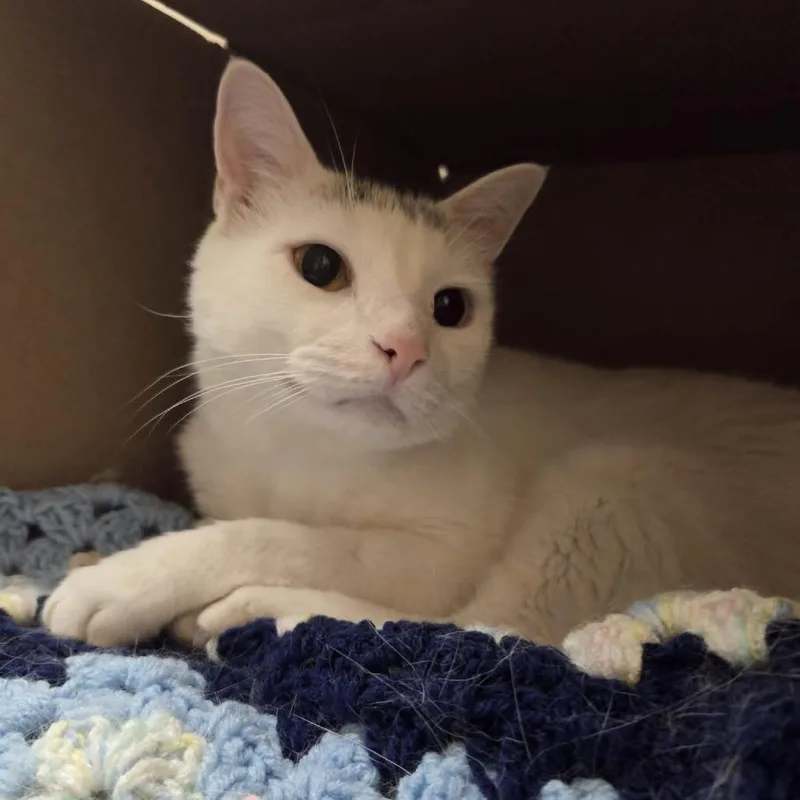 An adult large-sized male White Domestic Short Hair cat named Marshmellow for adoption in Ballston Spa, NY