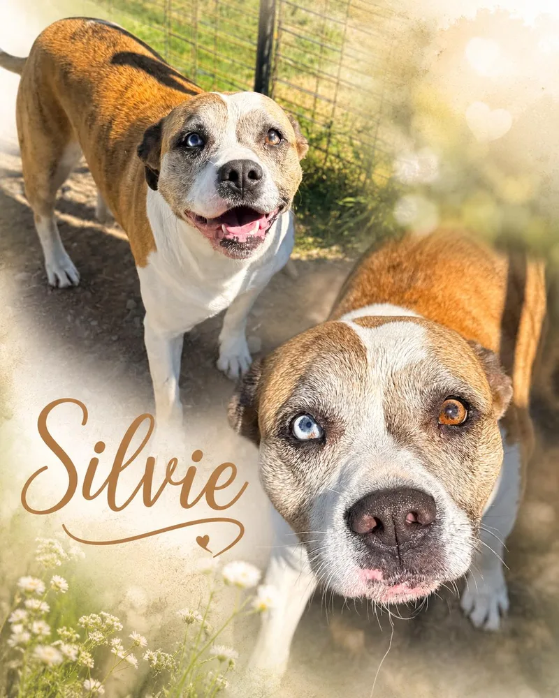 An adult medium-sized female Bulldog dog named Sylvie for adoption in Zimmerman, MN