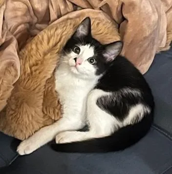 A baby medium-sized male Domestic Short Hair cat named Puddles for adoption in Cumming, GA