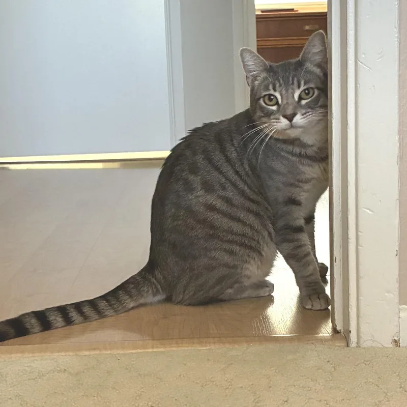 An adult small-sized male Domestic Short Hair cat named Frankie for adoption in San Pedro, CA