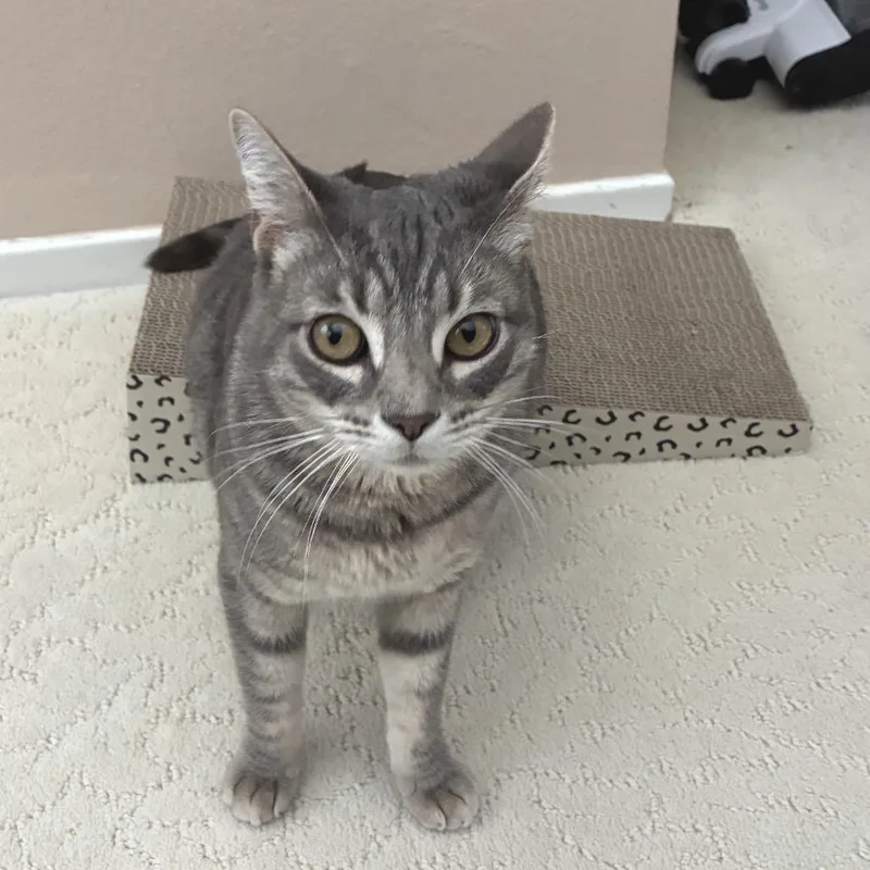 Frankie thumbnail 2