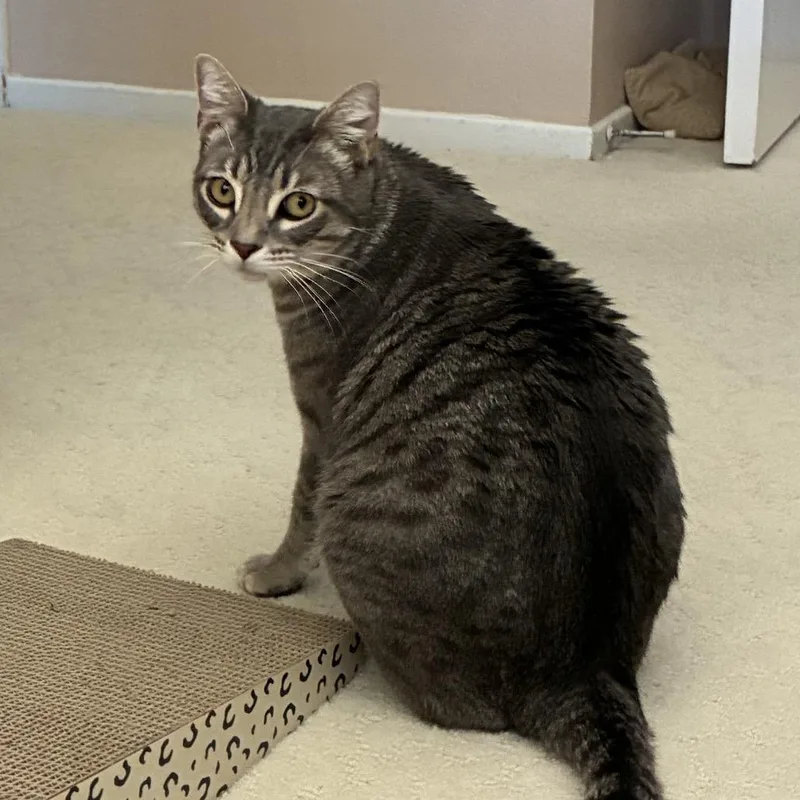 Frankie thumbnail 3