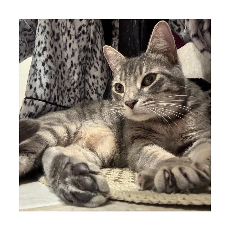 Frankie thumbnail 5