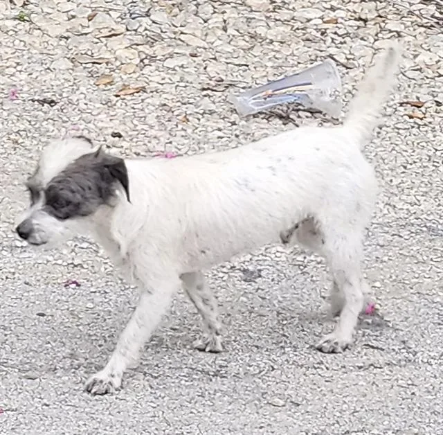 A young small-sized male Terrier dog named Pepper for adoption in San Antonio, TX