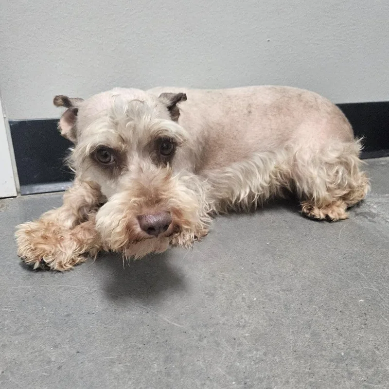 An adult small-sized male White / Cream Miniature Schnauzer dog named Waltz for adoption in Normal, IL