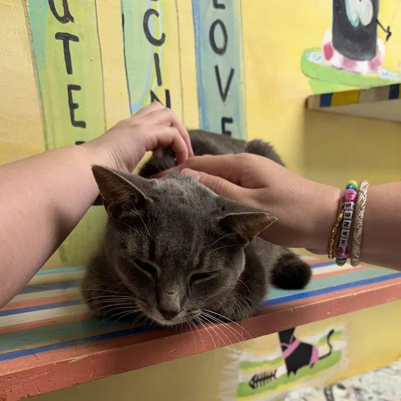 An adult medium-sized female Gray / Blue / Silver Domestic Short Hair cat named Apollo for adoption in Fernandina Beach, FL