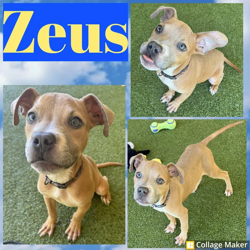 A young medium-sized male Terrier dog named Zeus for adoption in Clearfield, PA