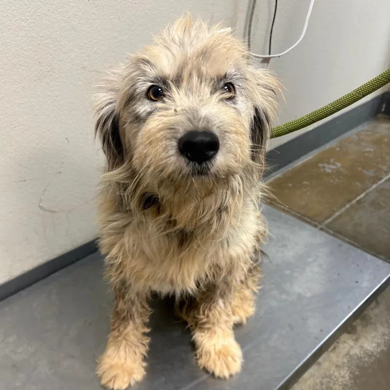 A young medium-sized male Yellow / Tan / Blond / Fawn Wheaten Terrier dog named Raspado for adoption in Yuma, AZ