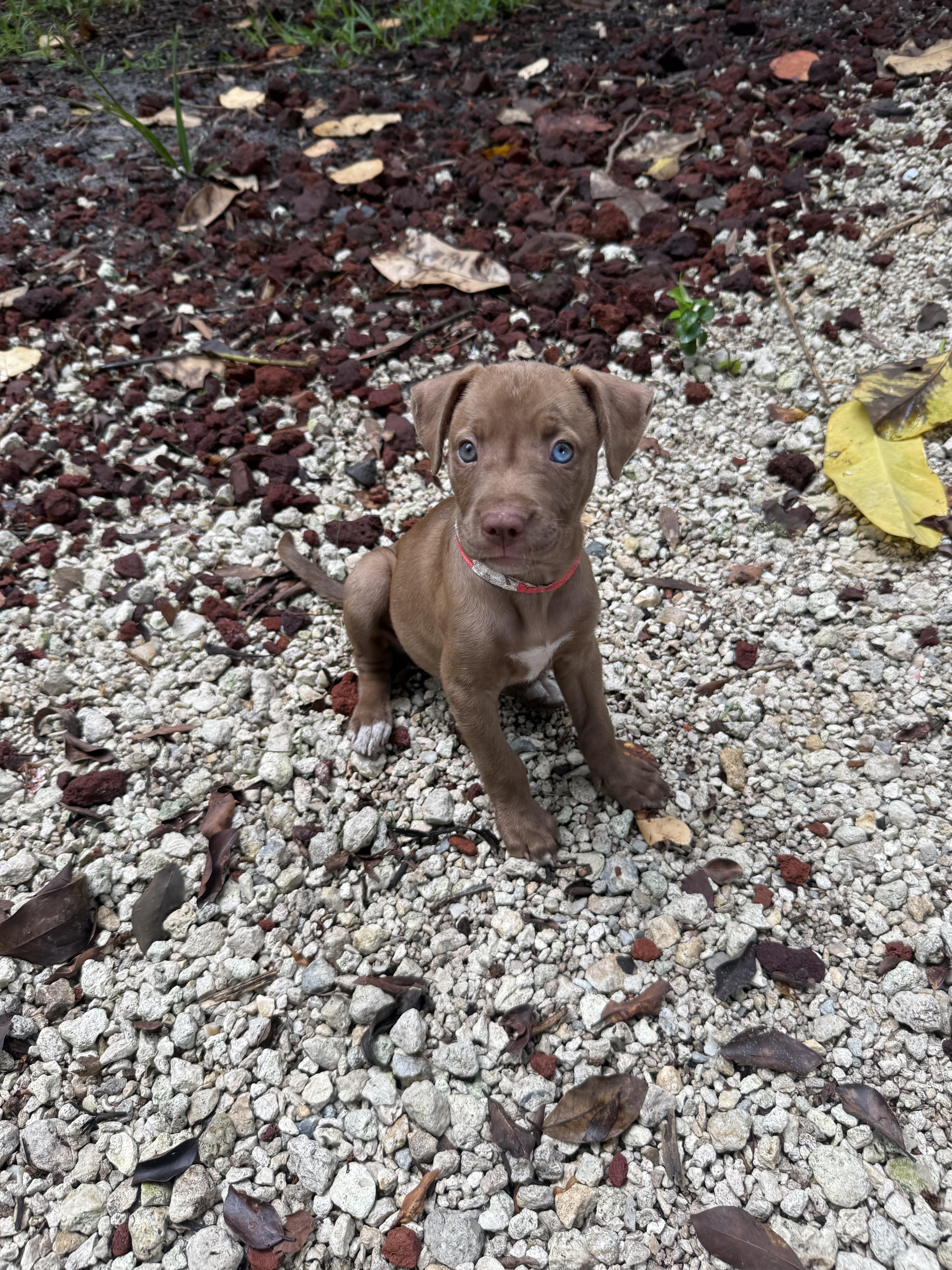 Benny