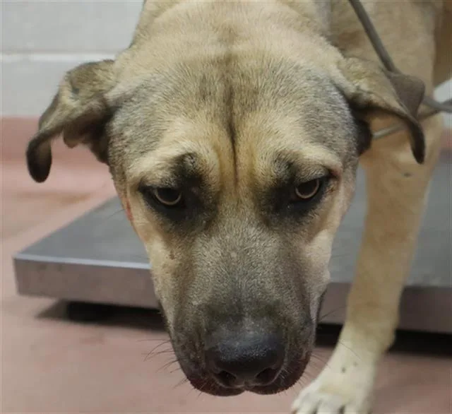 A young large-sized female Mixed Breed dog named Raina for adoption in Columbia, SC