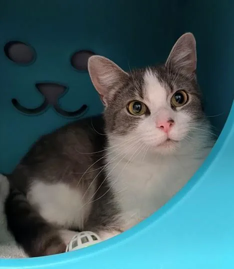A young medium-sized female Domestic Short Hair cat named Pip for adoption in Leesburg, VA