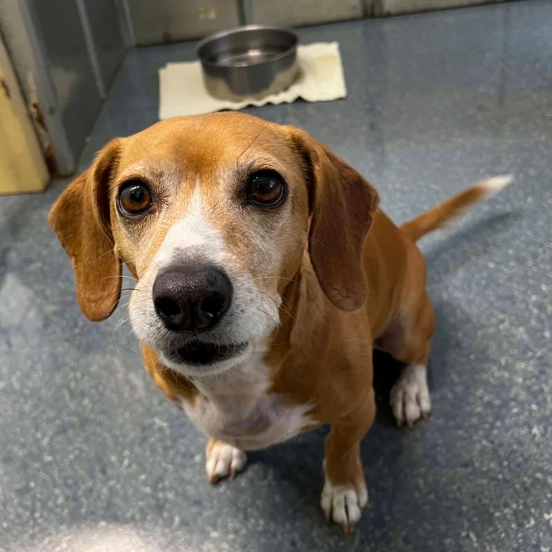 An adult small-sized male Merle (Red) Hound dog named Copper for adoption in Eustis, FL