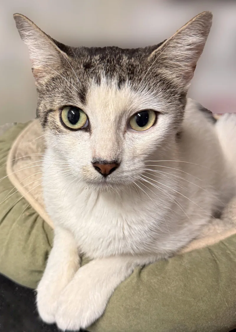 A young medium-sized female Domestic Short Hair cat named Penny for adoption in Brooklyn, NY