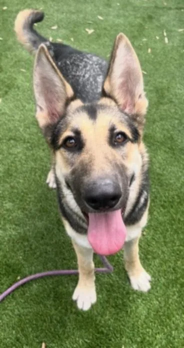 A young large-sized female German Shepherd Dog dog named Bessy for adoption in Los Angeles, CA