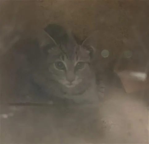 A baby small-sized male Domestic Short Hair cat named A for adoption in Los Angeles, CA
