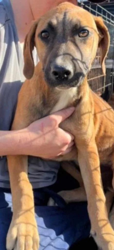 A young medium-sized female Mountain Cur dog named Anne for adoption in El Dorado, AR