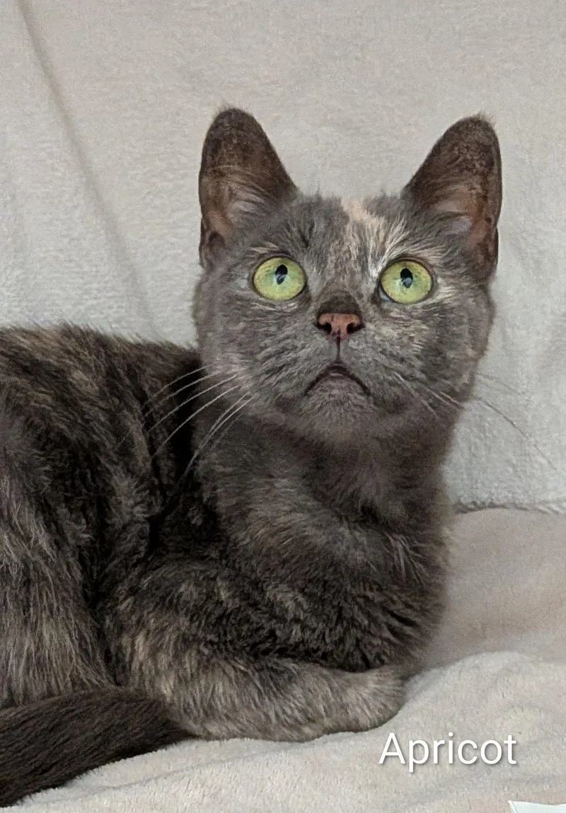 An adult medium-sized female Buff / Tan / Fawn Domestic Short Hair cat named Apricot for adoption in Flint, MI
