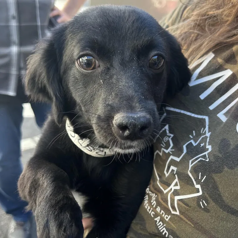 An adult small-sized female Black Chihuahua dog named Monique for adoption in Point Richmond, CA