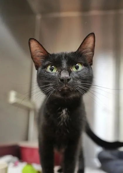 An adult medium-sized female Domestic Short Hair cat named Umami for adoption in Aiken, SC