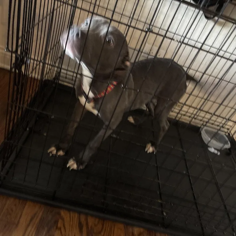 A young small-sized female Gray / Blue / Silver Mixed Breed dog named Ivy  Home To for adoption in South Elgin, IL