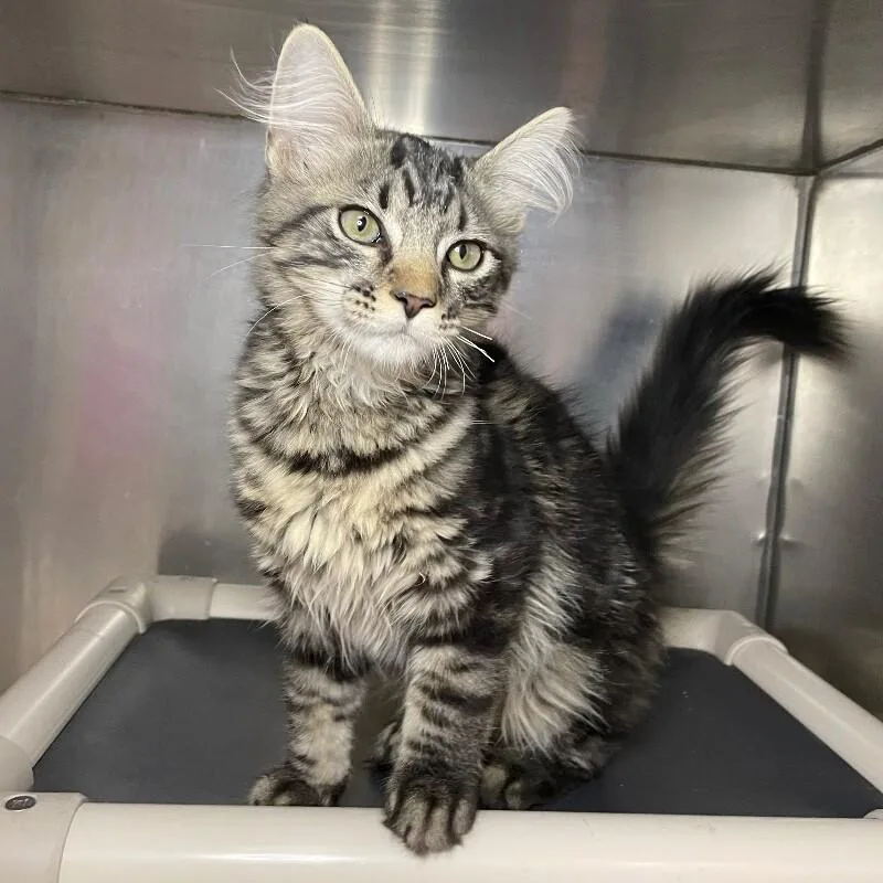 A young medium-sized male Domestic Long Hair cat named Triscuit for adoption in Roanoke, VA