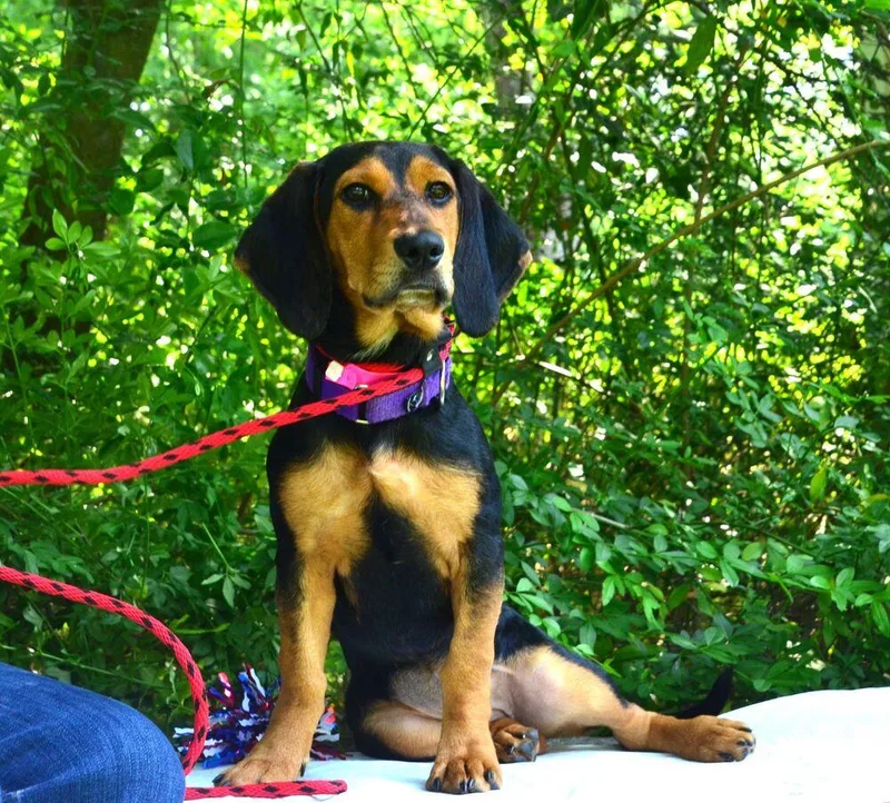 A young medium-sized female Brown / Chocolate Basset Hound dog named Vicky for adoption in Willingboro, NJ