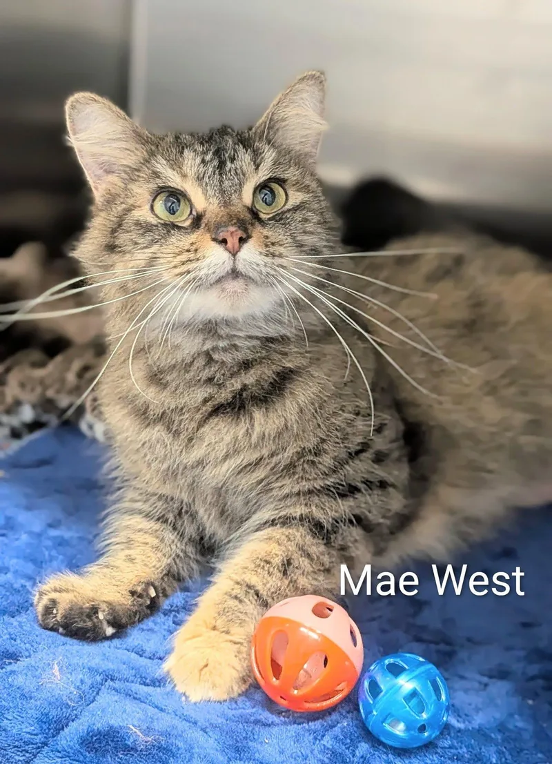 An adult large-sized female Tabby (Tiger Striped) Domestic Short Hair cat named Mae West for adoption in Flint, MI