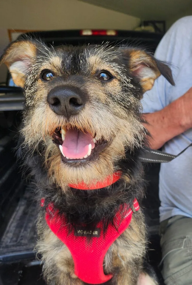 A young small-sized male Schnauzer dog named Simon for adoption in Cedar Rapids, IA