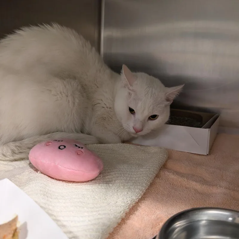 An adult large-sized male White Domestic Short Hair cat named Nova for adoption in Tampa, FL