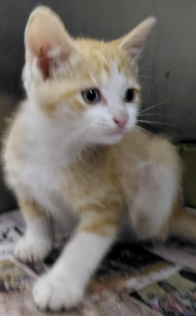 A baby small-sized male Domestic Short Hair cat named Lex for adoption in Henderson, NC