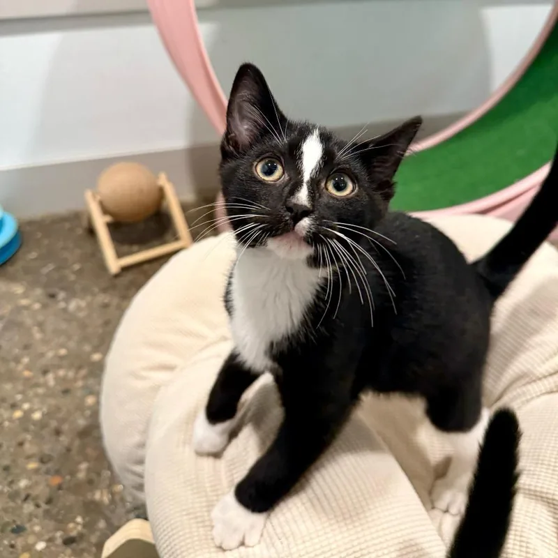 A baby small-sized male Black Domestic Short Hair cat named Tubi for adoption in Louisville, KY