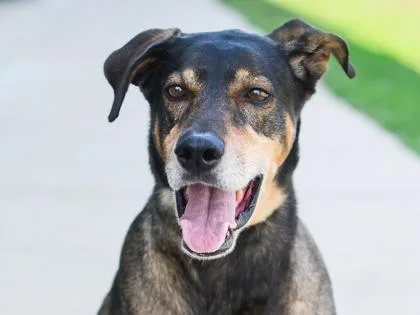 An adult large-sized male Mixed Breed dog named Hugo for adoption in Longmont, CO