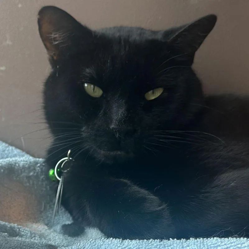 An adult small-sized male Domestic Short Hair cat named Blues for adoption in Port Washington, NY