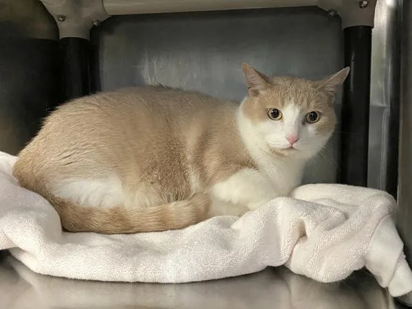 An adult large-sized male Domestic Short Hair cat named Kobi for adoption in Ridgewood, NY