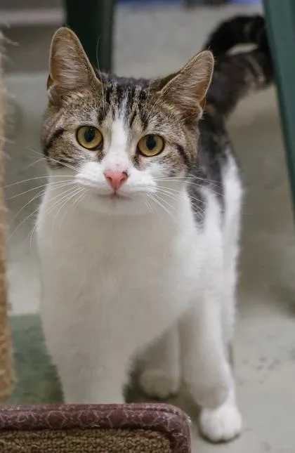 A young medium-sized female Domestic Short Hair cat named Little Miss for adoption in Baraboo, WI