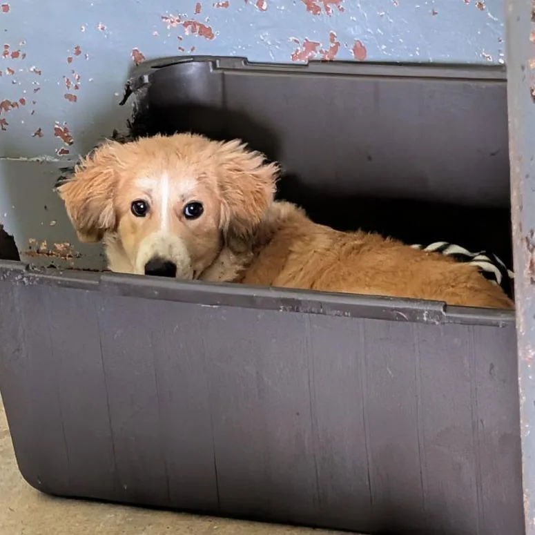 A baby small-sized male Golden Retriever dog named Mark for adoption in Austin, TX