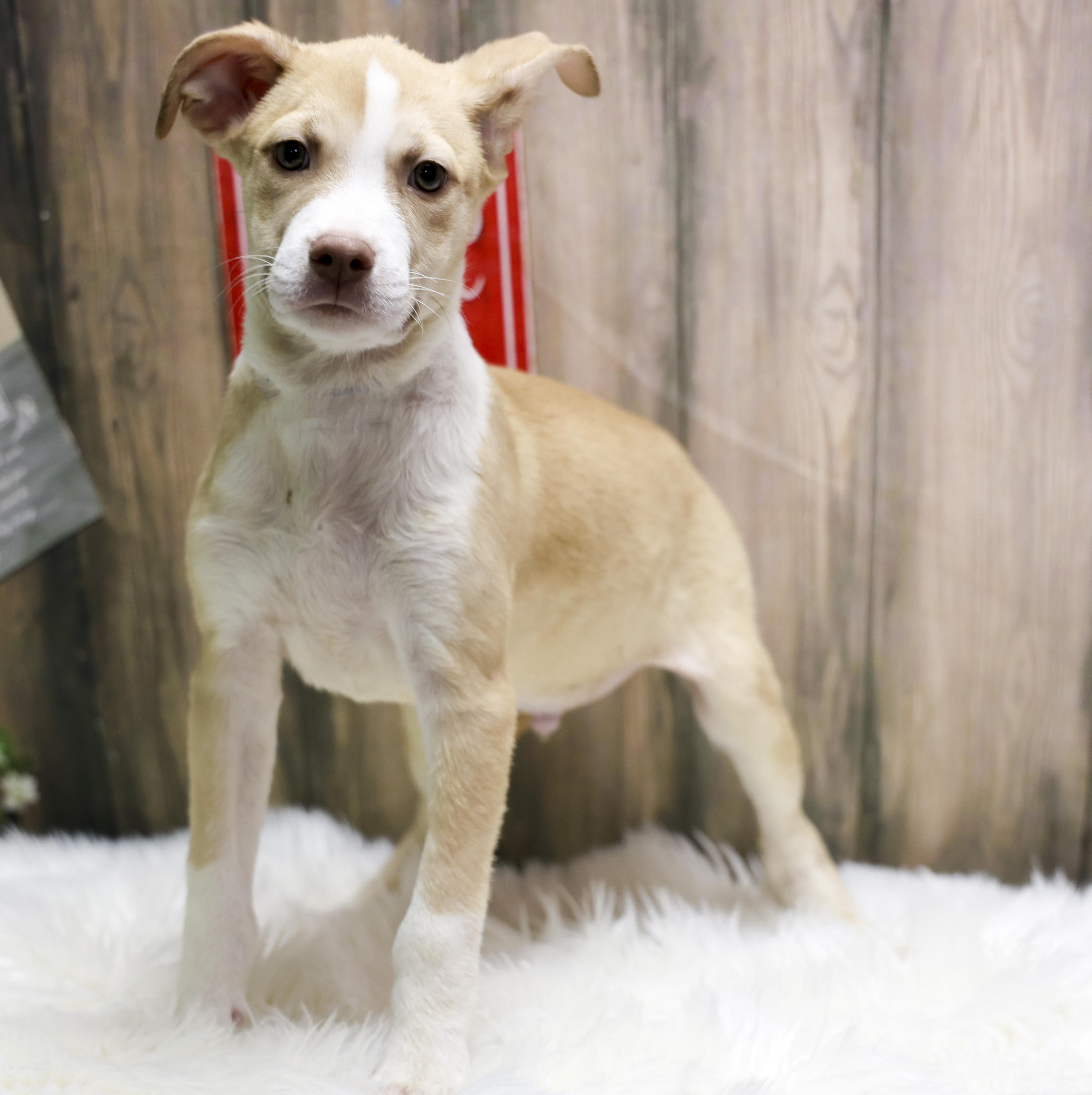 A baby medium-sized male Yellow / Tan / Blond / Fawn Mixed Breed dog named Odin for adoption in Casa Grande, AZ