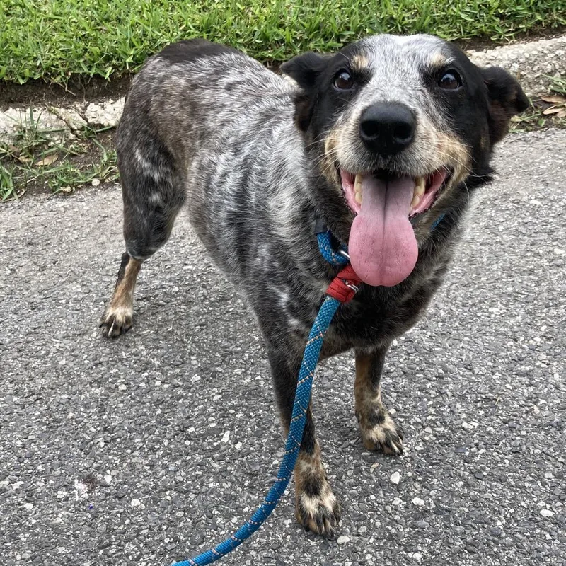 A senior medium-sized female Gray / Blue / Silver Australian Cattle Dog / Blue Heeler dog named Michelle for adoption in Beaumont, TX
