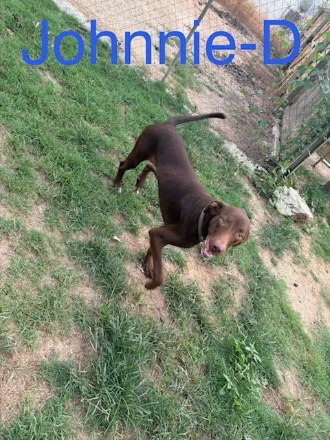 A young medium-sized male Labrador Retriever dog named Johnnie D. for adoption in Zimmerman, MN