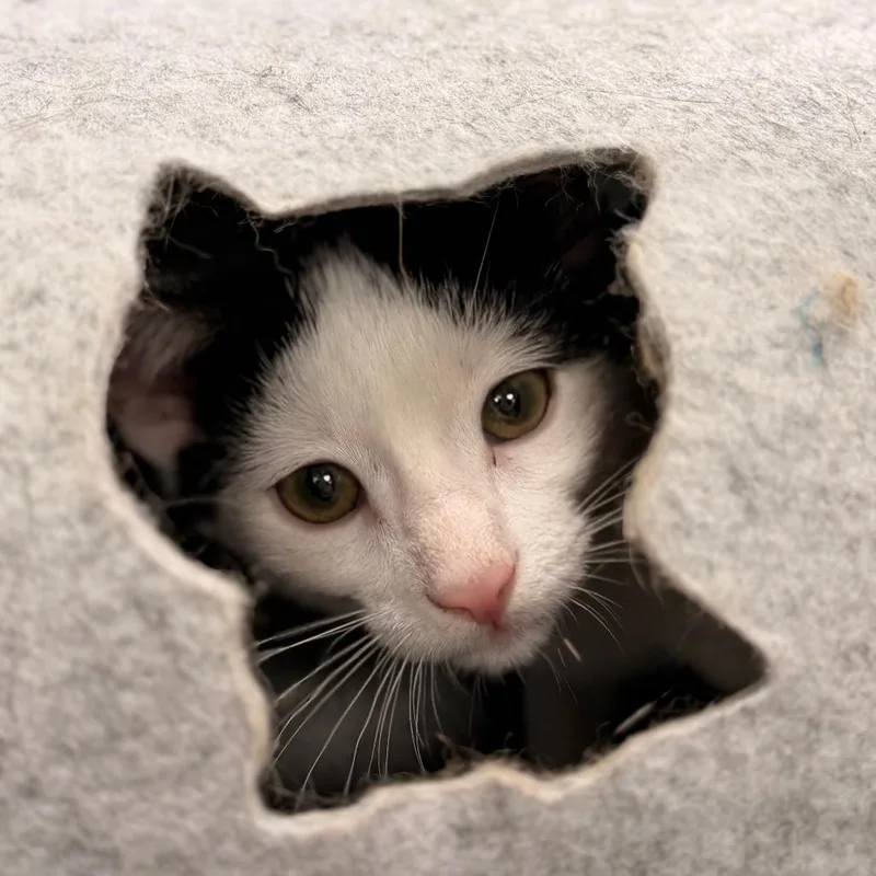 A baby small-sized male White Domestic Short Hair cat named Bong for adoption in Gainesville, FL